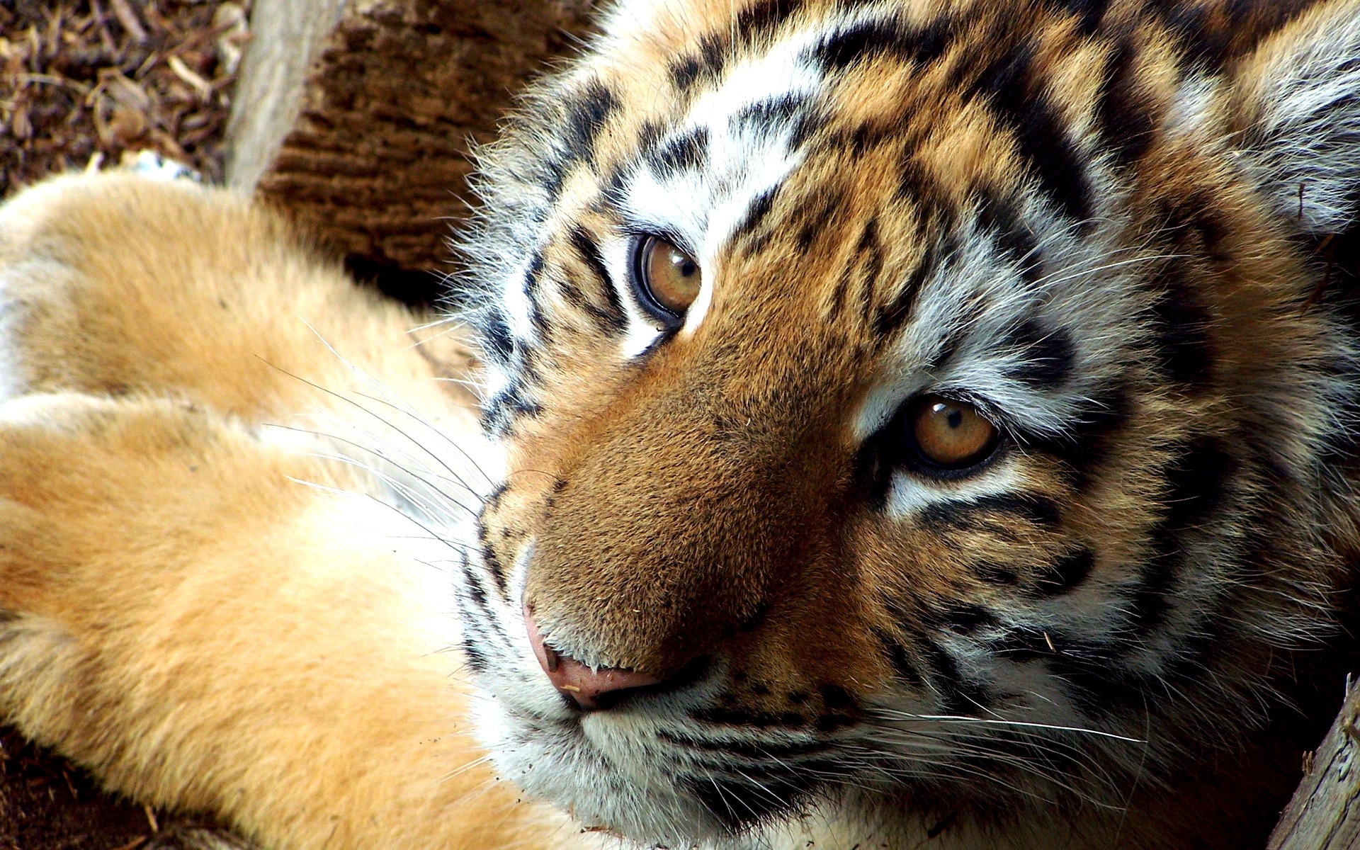 Wallpapers Animals Felines - Tigers Tigres