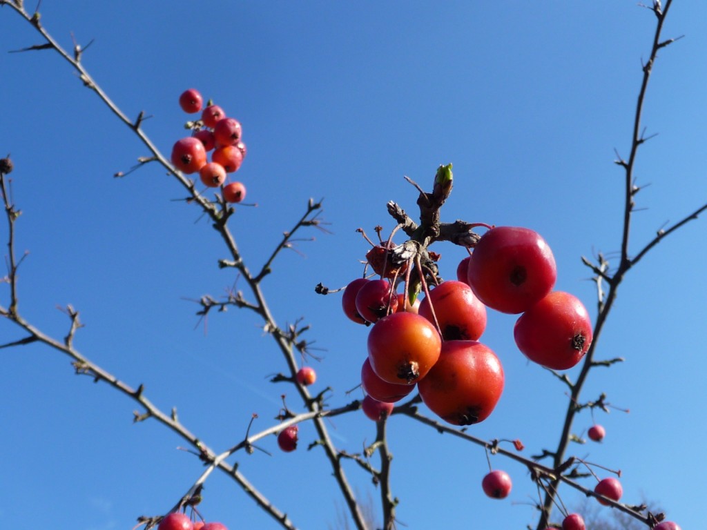 Fonds d'cran Nature Fruits Dans l'azur