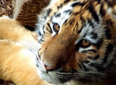 Fonds d'cran Animaux Tigres