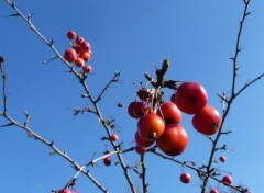 Fonds d'cran Nature Dans l'azur