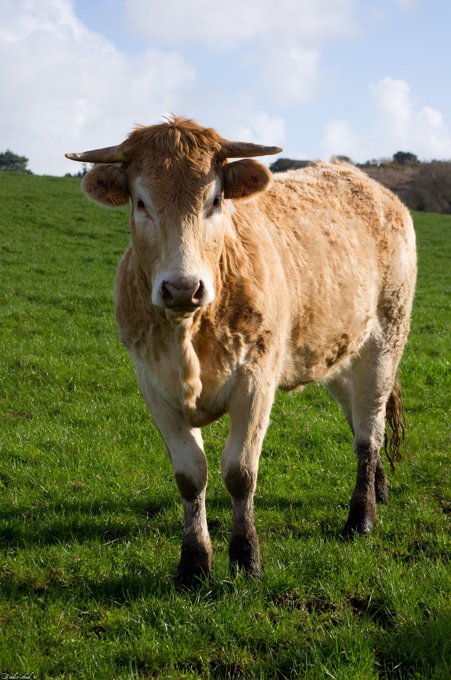 Fonds d'cran Animaux Vaches - Taureaux - Boeufs Portrait de gnisse