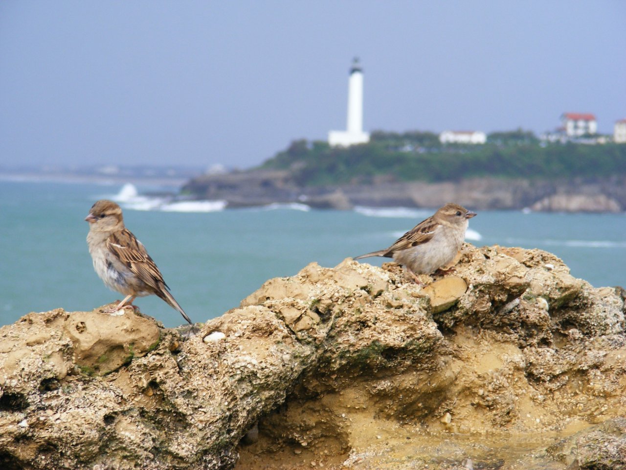 Wallpapers Trips : Europ France > Aquitaine moineaux  Biarritz