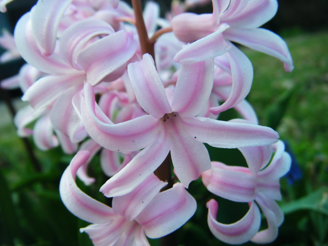 Fonds d'cran Nature Fleurs 