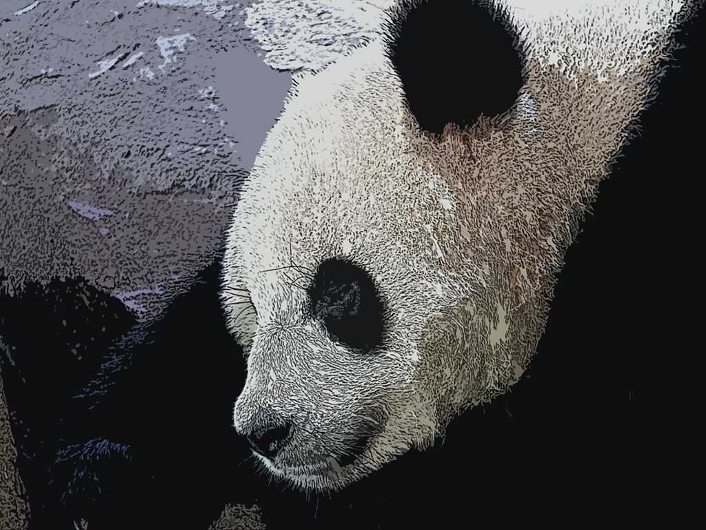 Wallpapers Animals Pandas Panda du Chine