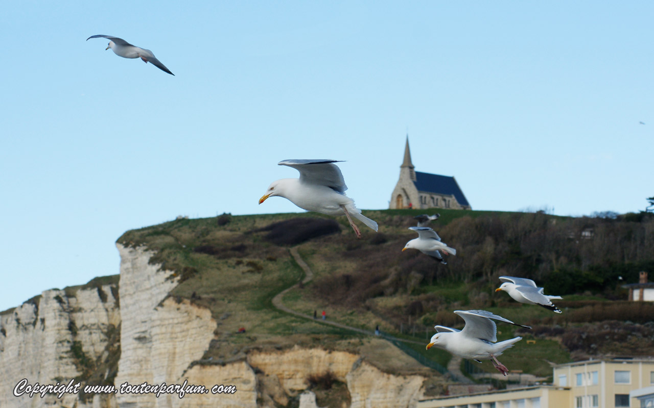 Wallpapers Animals Birds - Gulls Jolies mouettes  Etretat !