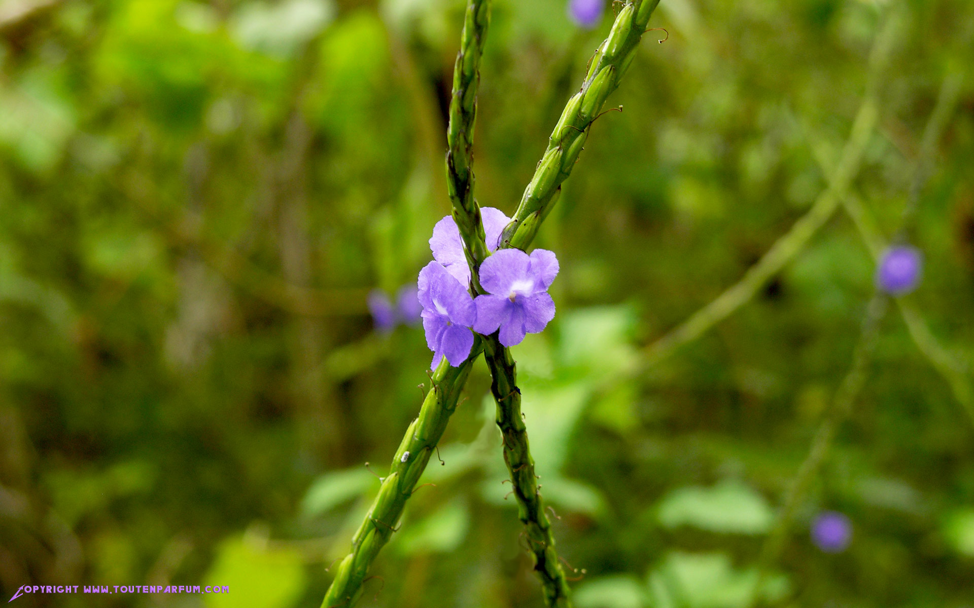 Fonds d'cran Nature Fleurs Fleur violette