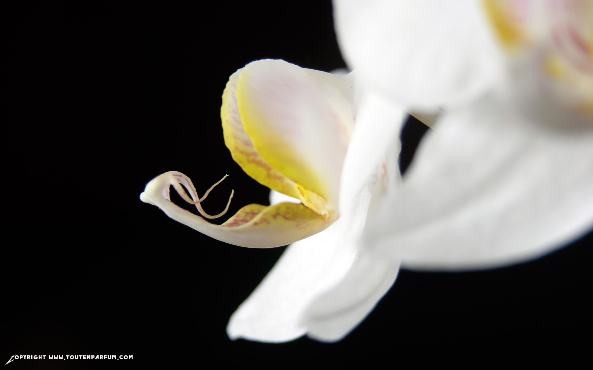 Fonds d'cran Nature Fleurs Orchide