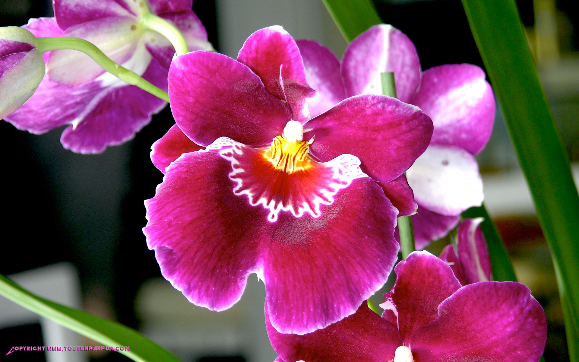 Wallpapers Nature Flowers Orchide fushia