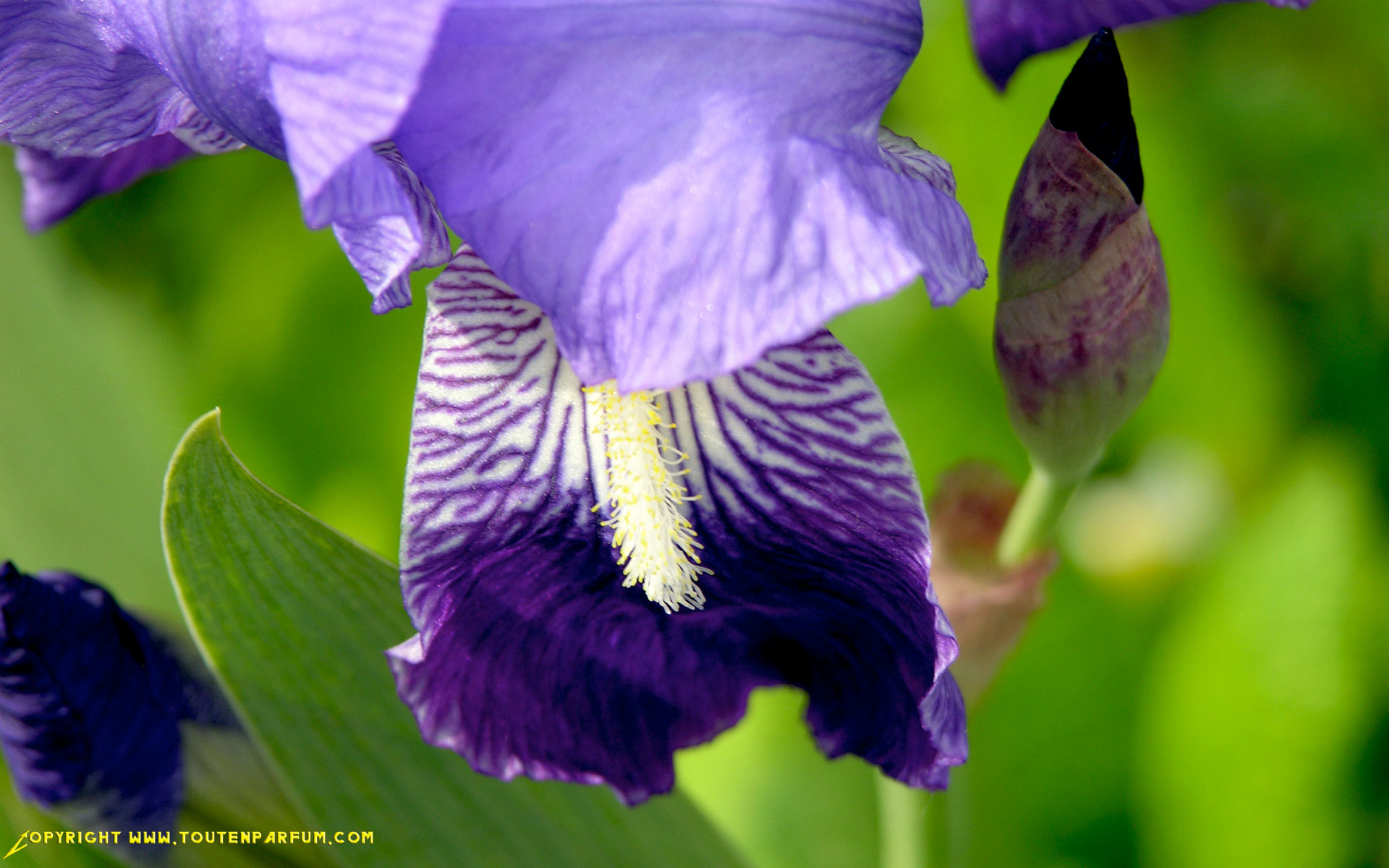 Wallpapers Nature Flowers Iris