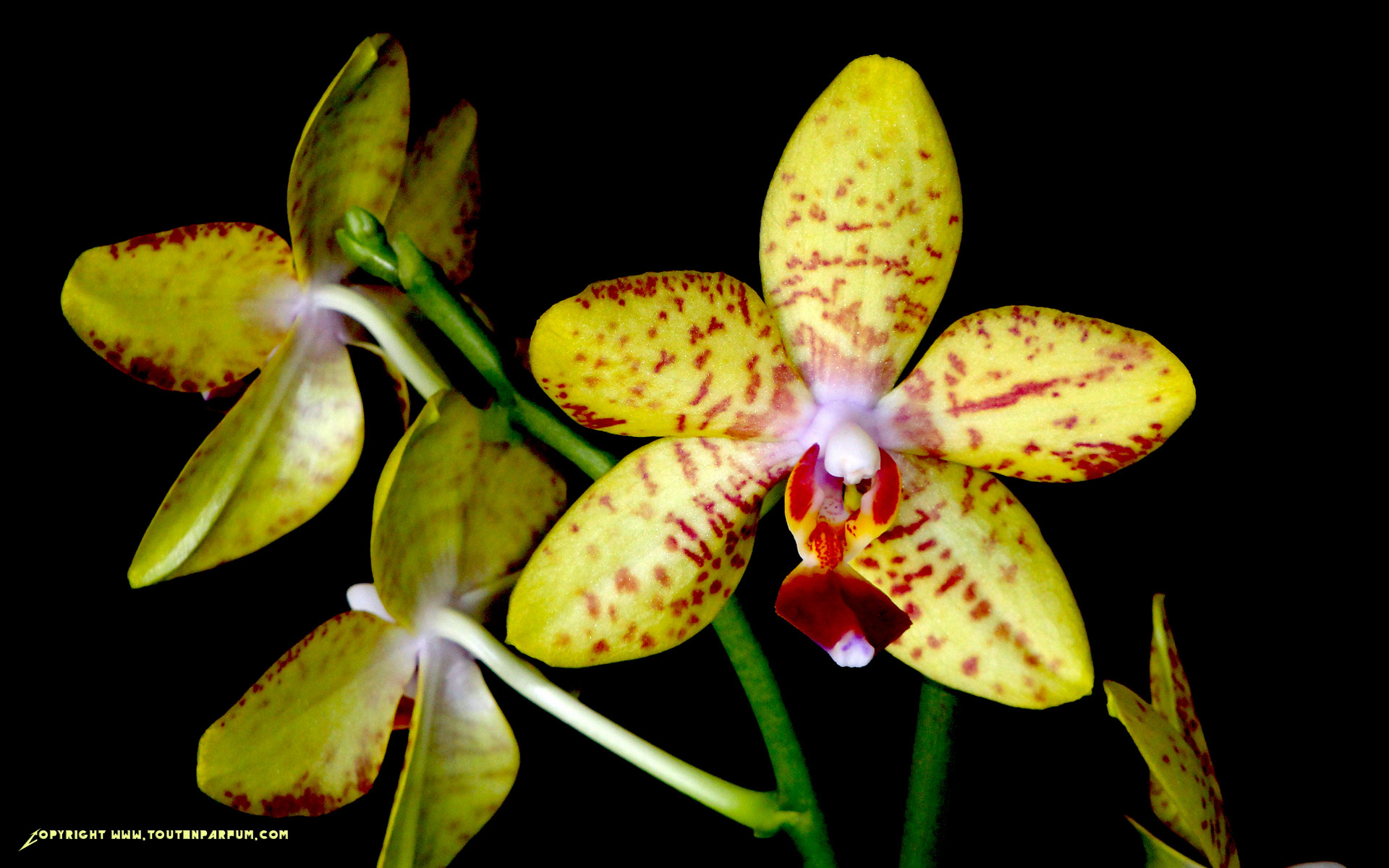 Fonds d'cran Nature Fleurs Orchide jaune