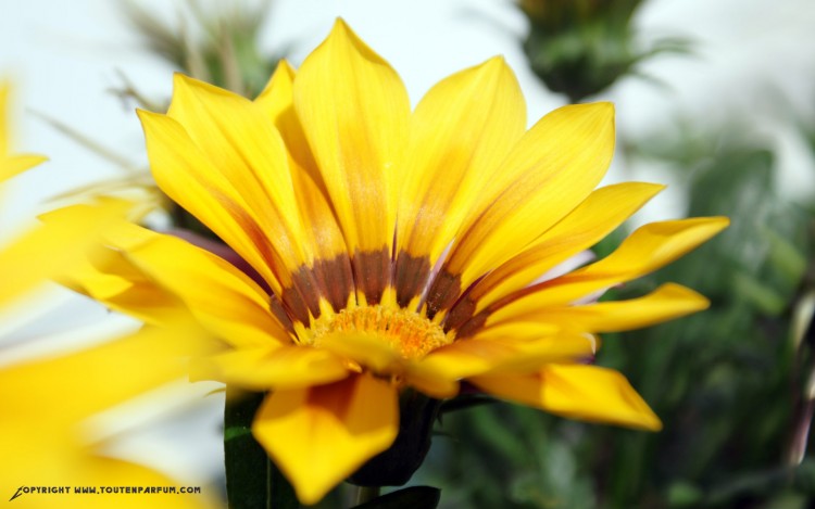 Fonds d'cran Nature Fleurs  Souci pluvial ou Osteospernum pluvialis