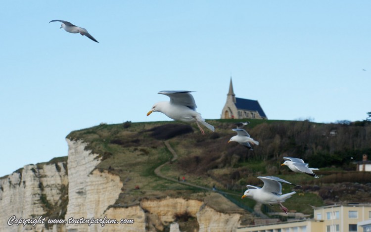 Fonds d'cran Animaux Oiseaux - Mouettes et Golands Jolies mouettes  Etretat !