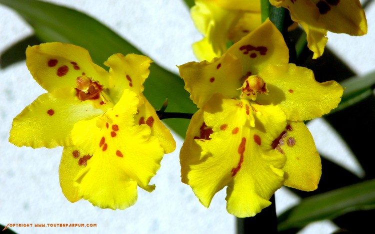 Fonds d'cran Nature Fleurs Orchide jaune