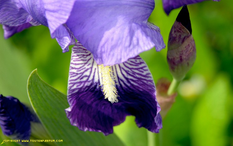 Fonds d'cran Nature Fleurs Iris