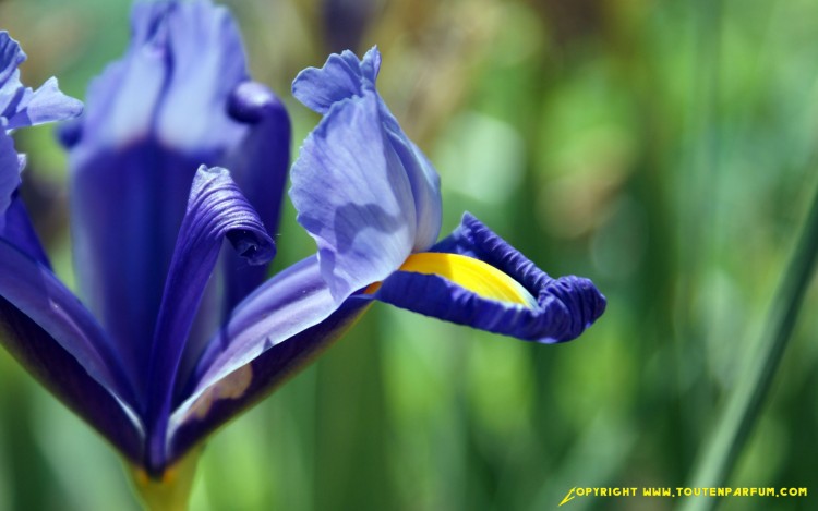 Fonds d'cran Nature Fleurs Iris bleu