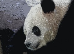 Wallpapers Animals Panda du Chine