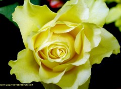 Fonds d'cran Nature Rose jaune