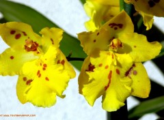 Fonds d'cran Nature Orchide jaune