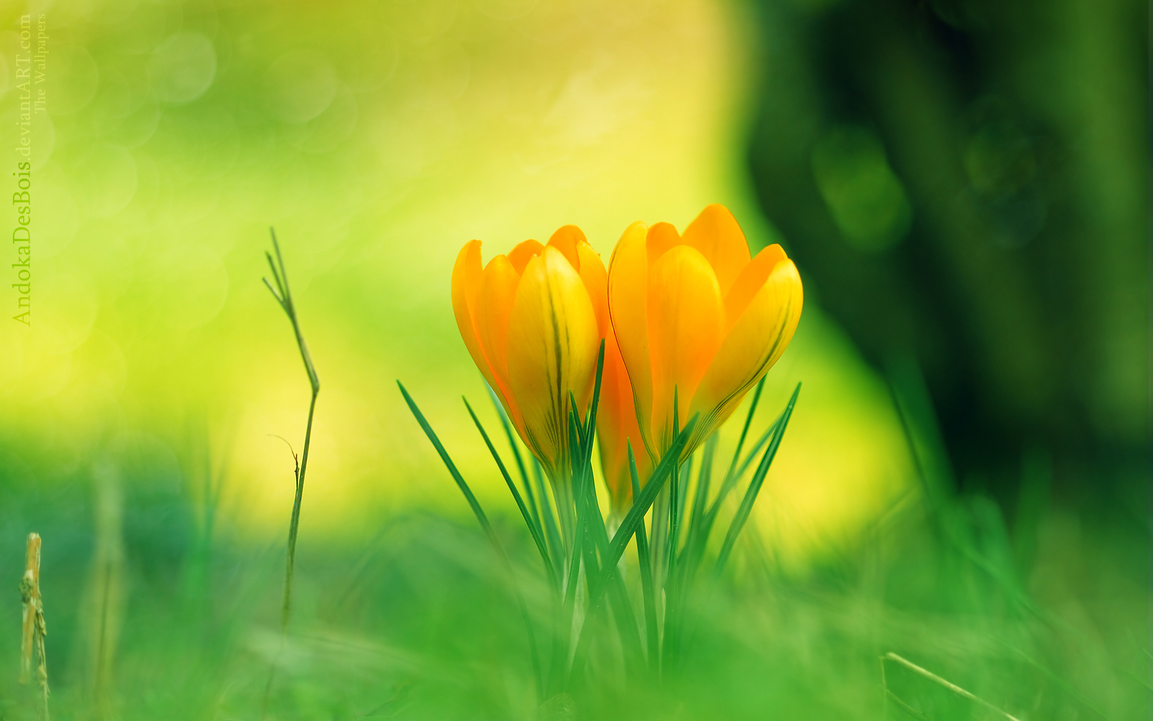 Wallpapers Nature Flowers Jaune Printemps.