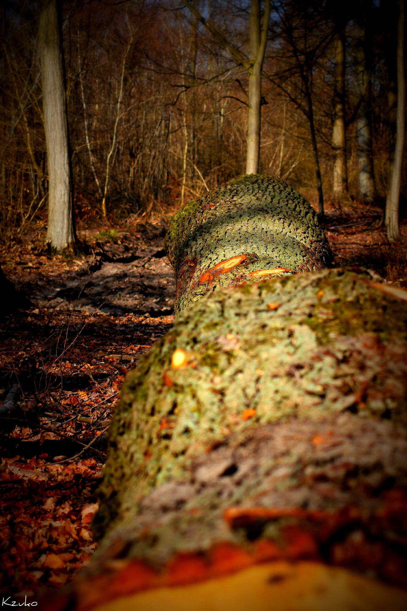 Fonds d'cran Nature Arbres - Forts 