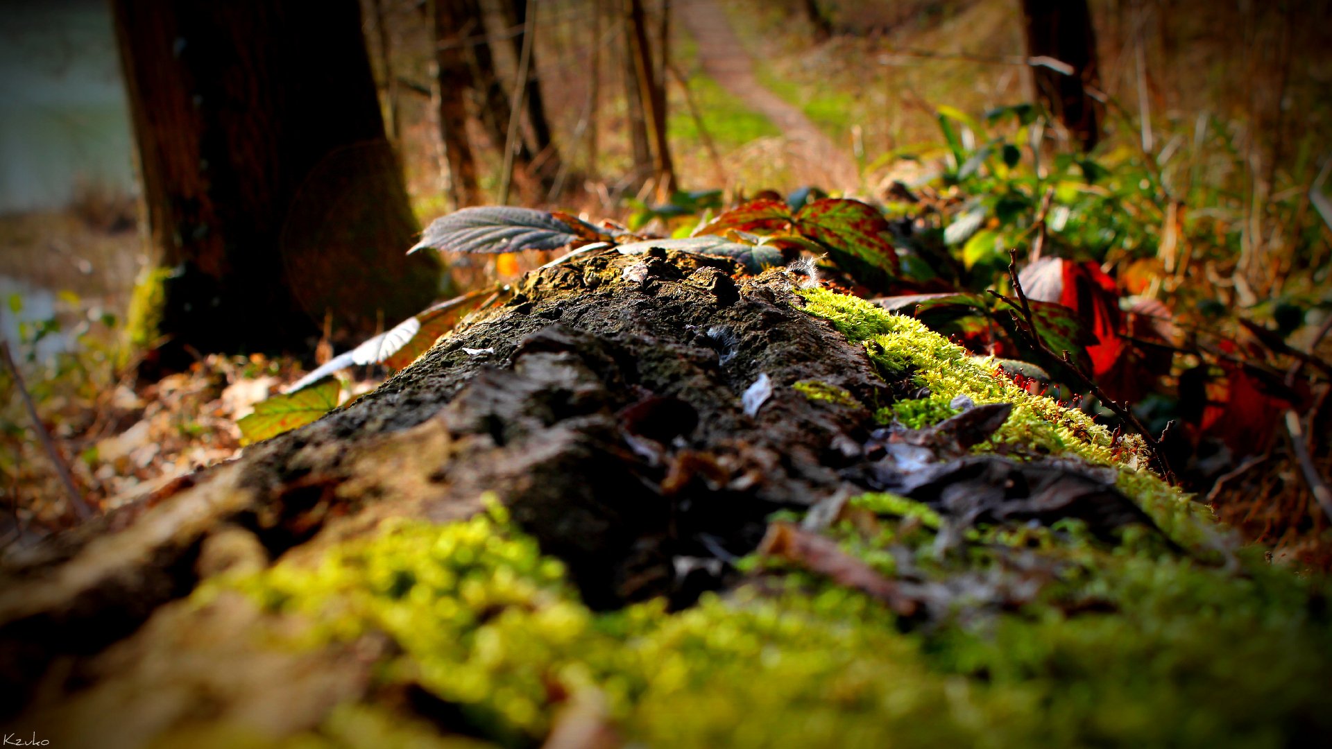 Fonds d'cran Nature Arbres - Forts 