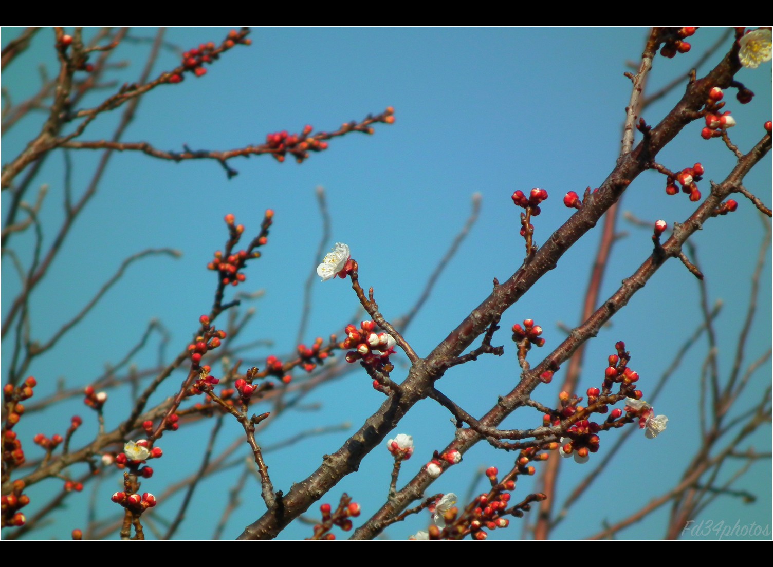 Fonds d'cran Nature Arbres - Forts Bourgeon