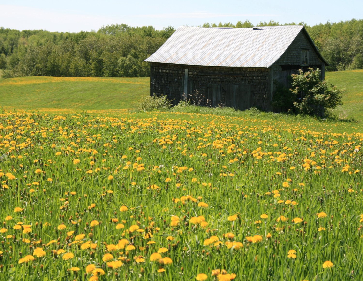 Fonds d'cran Nature Campagne Tapis jaune