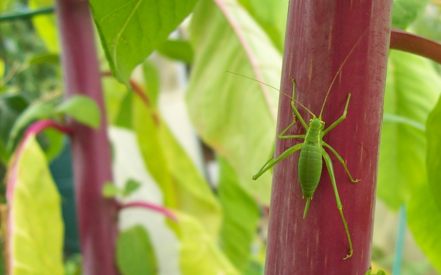 Wallpapers Animals Insects - Grasshoppers and Locusts Sauterelle verte