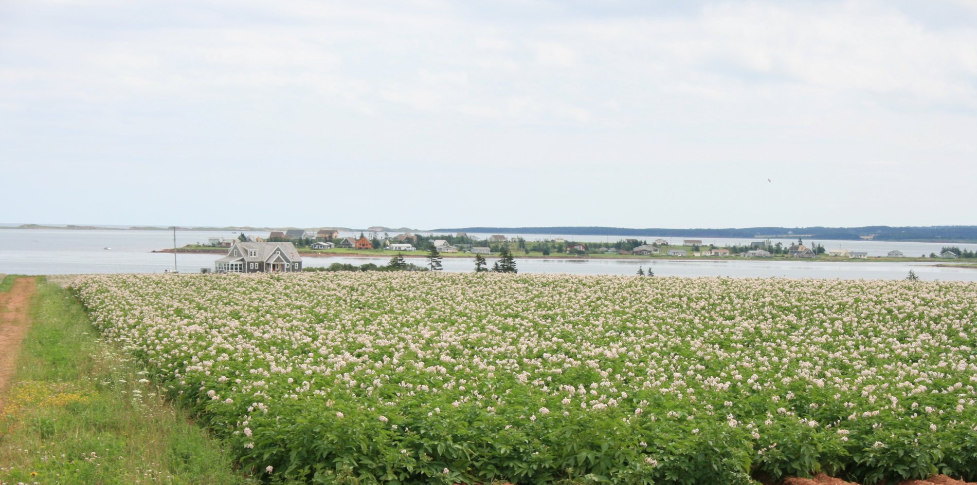 Wallpapers Nature Fields Fleurs de patates