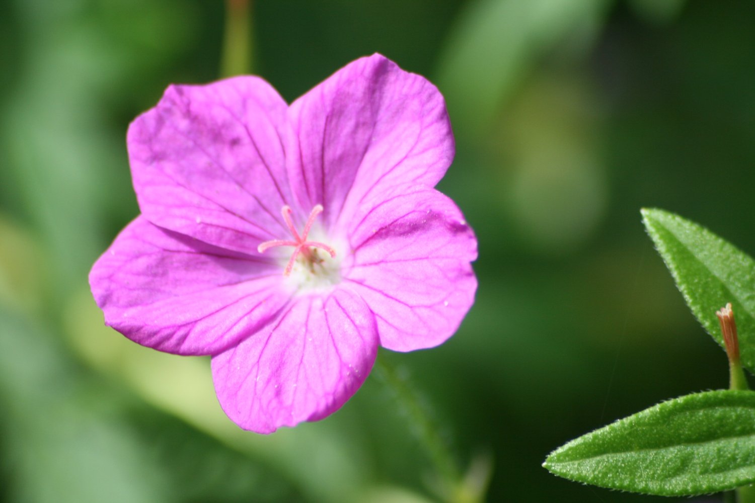 Fonds d'cran Nature Fleurs Mauve