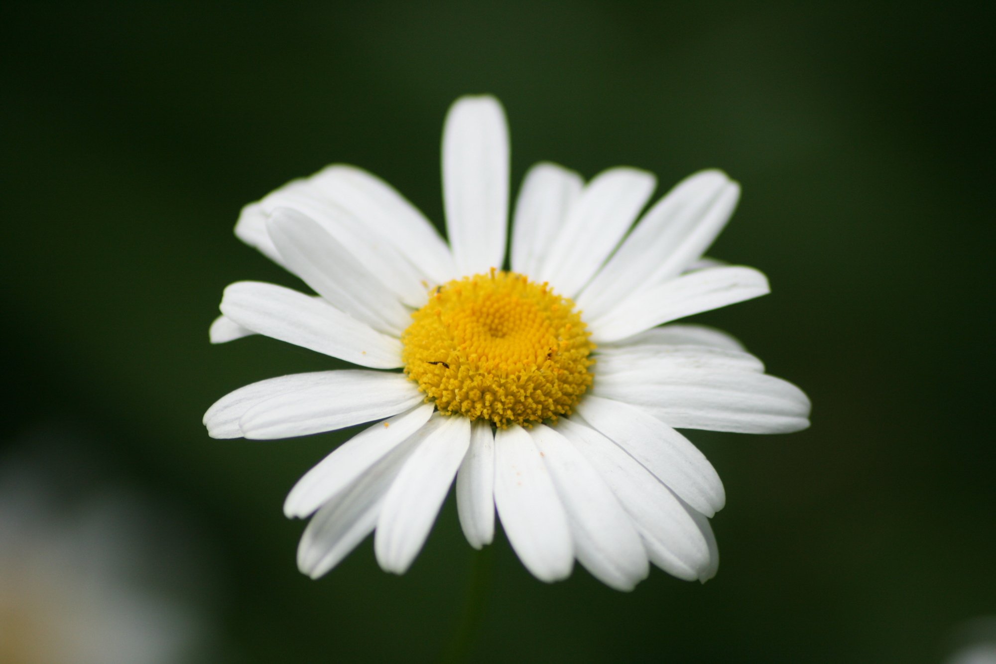 Wallpapers Nature Flowers Je me marie, je me marie pas, j'fais une soeur