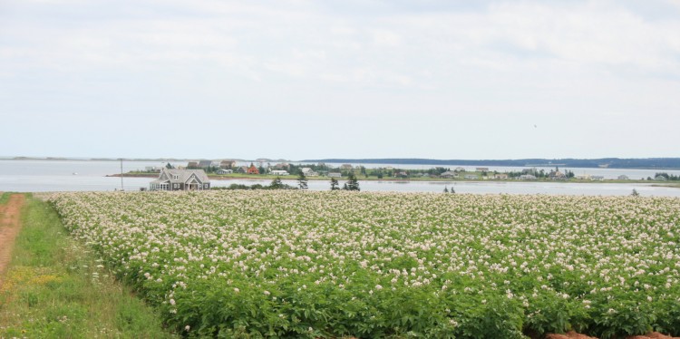 Wallpapers Nature Fields Fleurs de patates