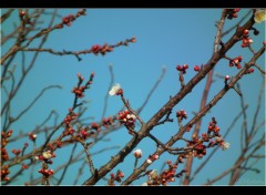 Fonds d'cran Nature Bourgeon