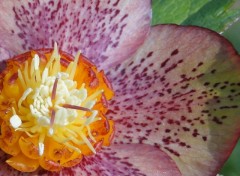 Wallpapers Nature Hellebore orientale