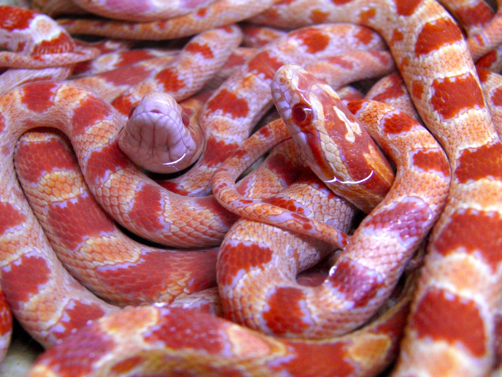 Wallpapers Animals Snakes Jeunes gutts