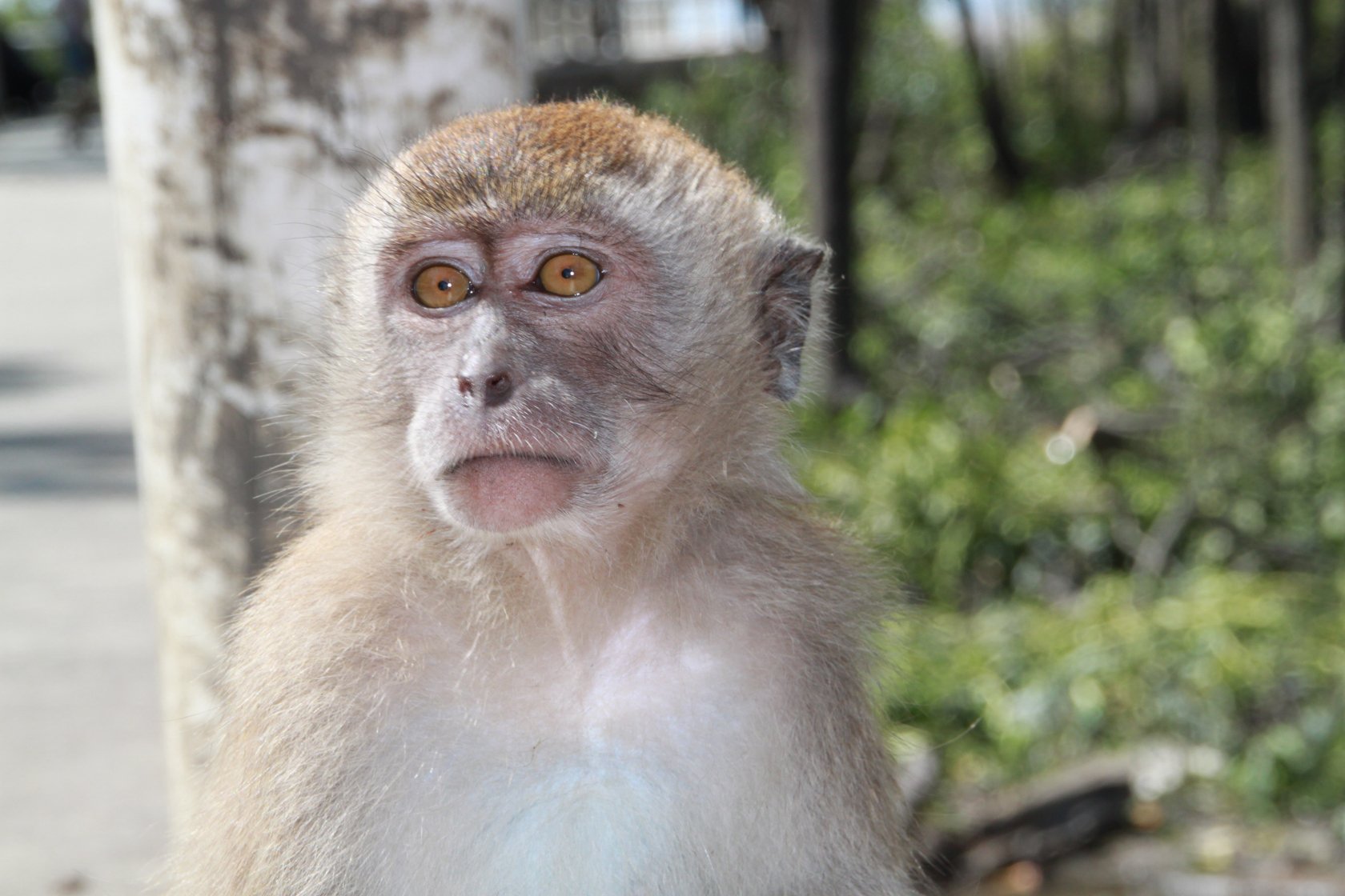 Fonds d'cran Animaux Singes Tanjong Emas - Muar (Malaisie)