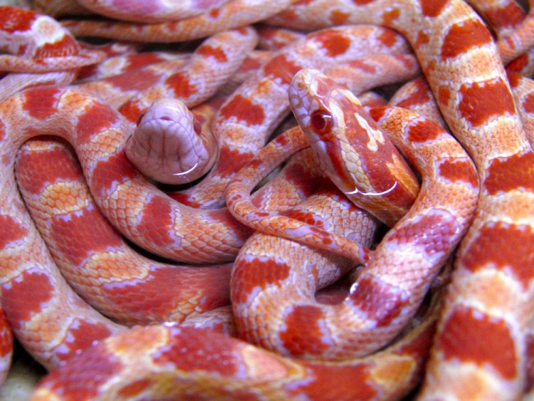 Wallpapers Animals Snakes Jeunes gutts