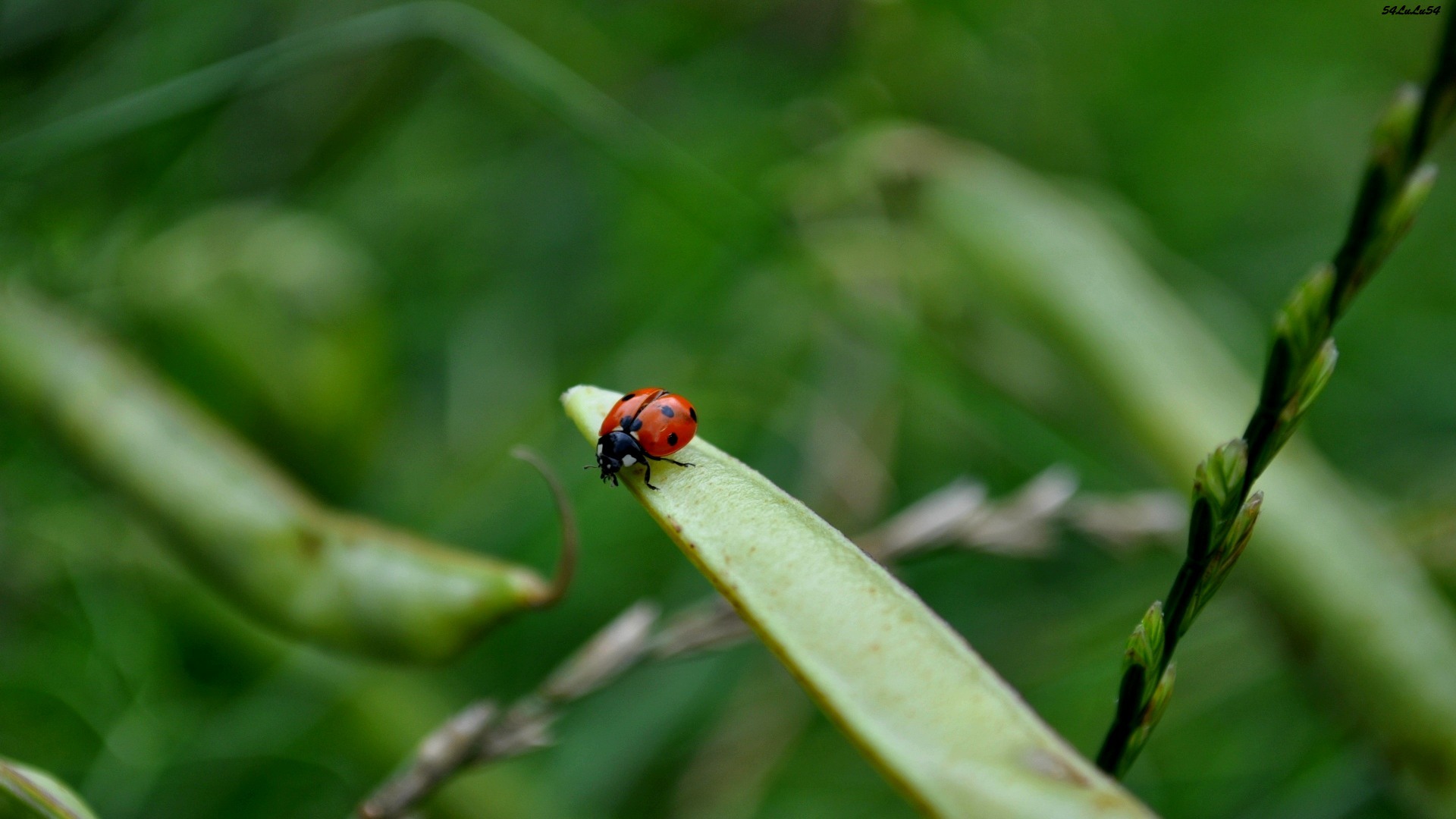 Wallpapers Animals Insects - Ladybugs PETIT insecte ORANGE ROUGE...