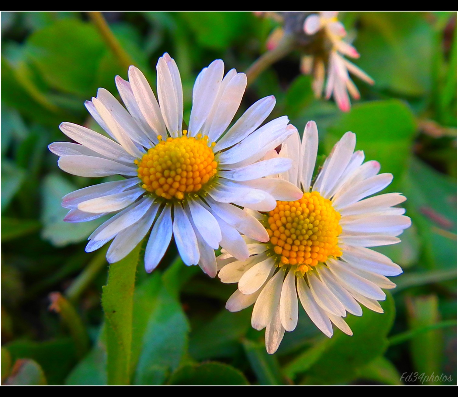 Fonds d'cran Nature Fleurs 