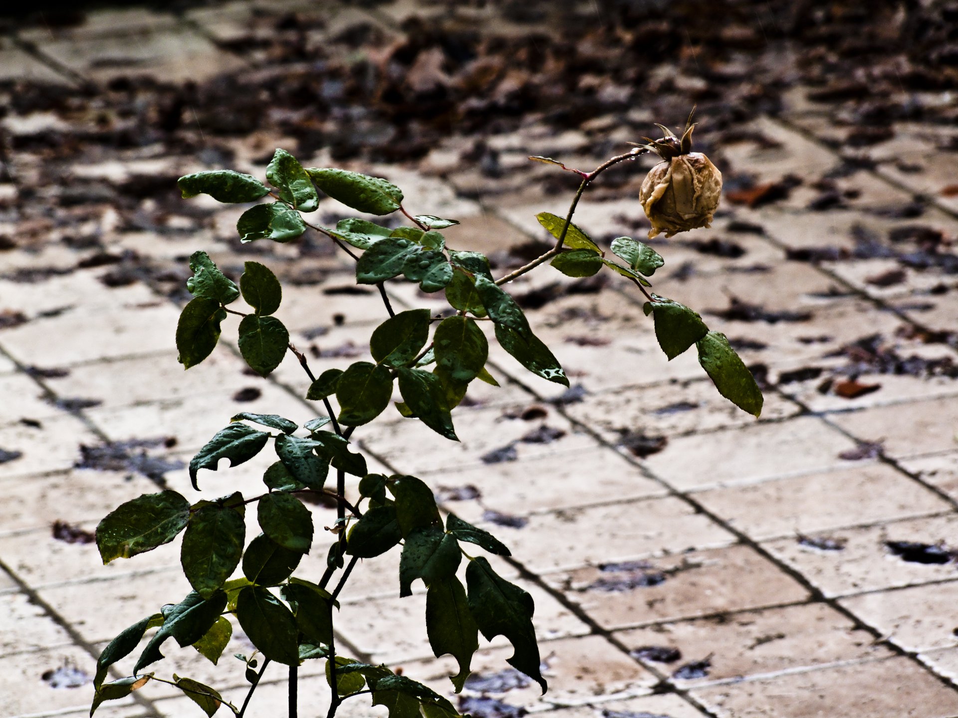 Fonds d'cran Nature Fleurs 