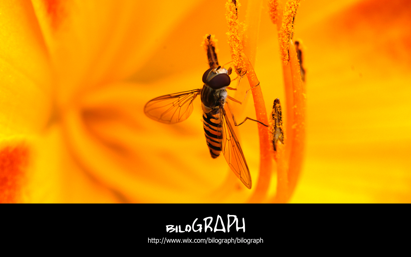 Wallpapers Animals Insects - Bees, Wasps Insectes