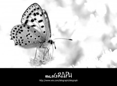 Wallpapers Animals papillon