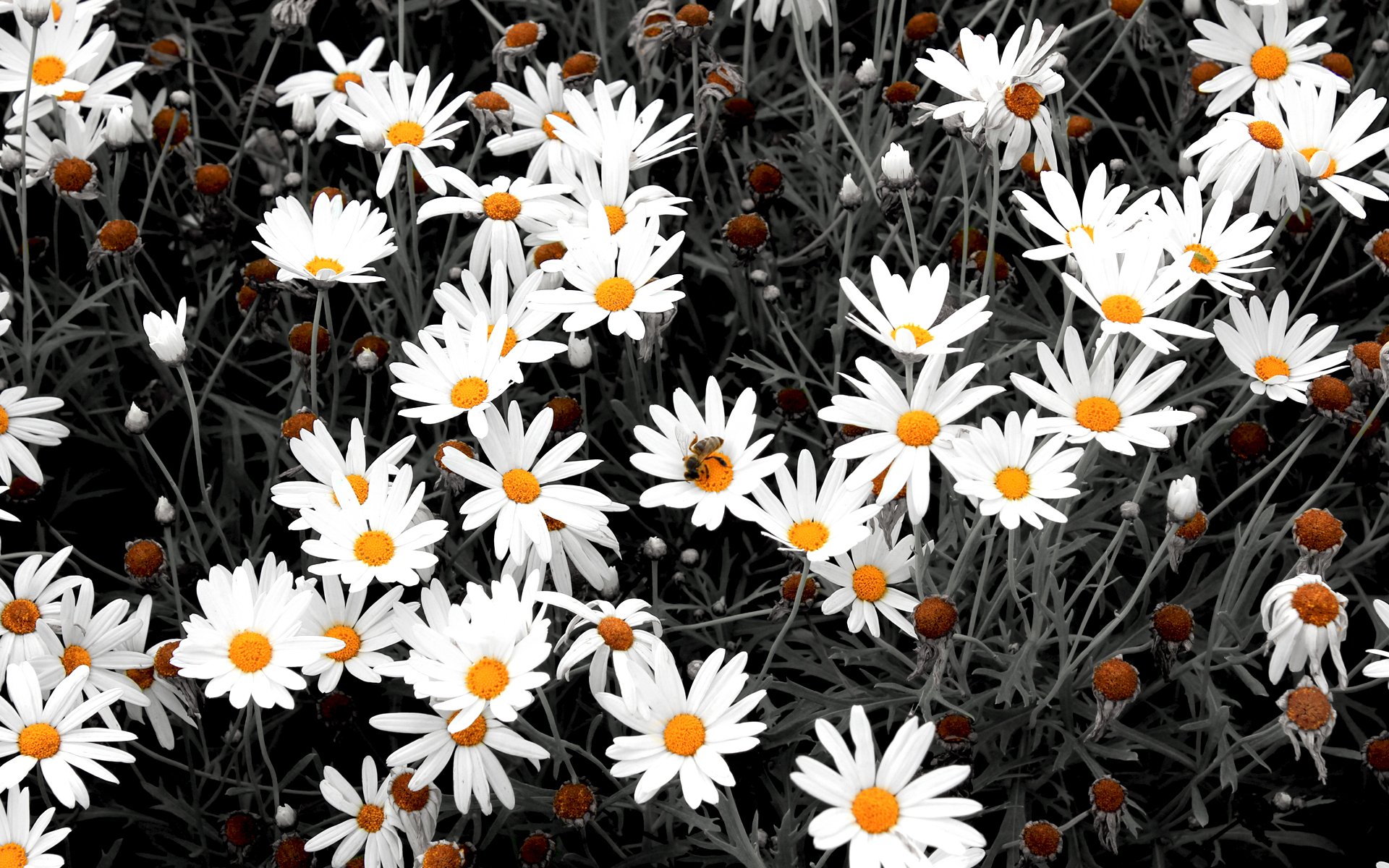 Fonds d'cran Nature Fleurs Leucanthemum