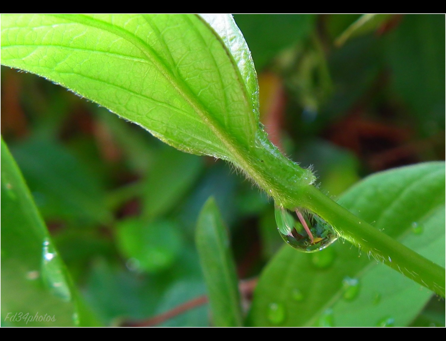 Wallpapers Nature Leaves - Foliage 