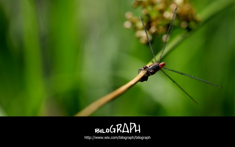 Wallpapers Animals Insects - Dragonflies libellule