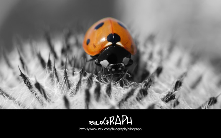 Wallpapers Animals Insects - Ladybugs coccinelle