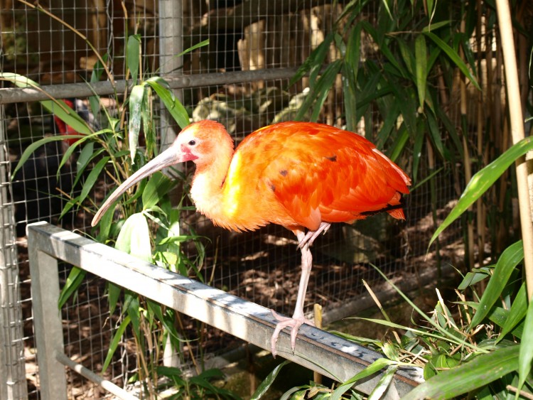 Fonds d'cran Animaux Oiseaux - Divers Oiseau