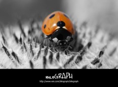 Wallpapers Animals coccinelle