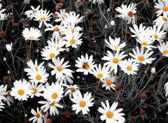 Fonds d'cran Nature Leucanthemum