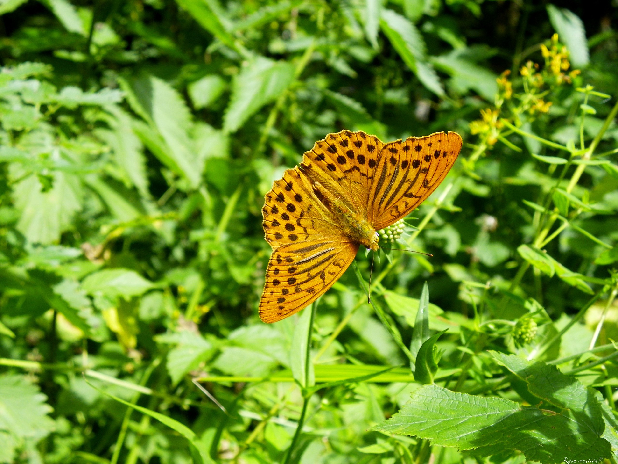 Wallpapers Animals Insects - Butterflies 